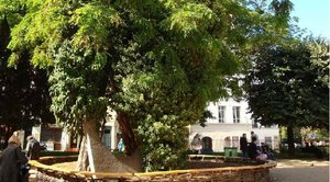 Square Viviani, le Robinier.jpg (112.02 Kio) Vu 22242 fois Le Robinier